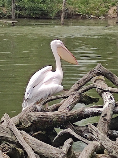 pelican