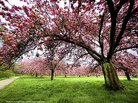 cerisiers en fleurs IMG 9802